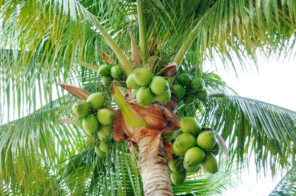 Kokosnüsse auf der Palme — Stockfoto