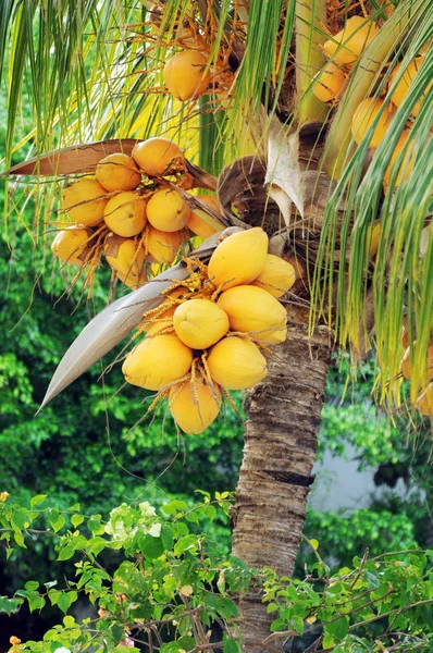 Kokosnüsse auf der Palme — Stockfoto