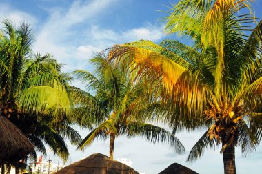 Palmiye ağacında hindistan cevizleri