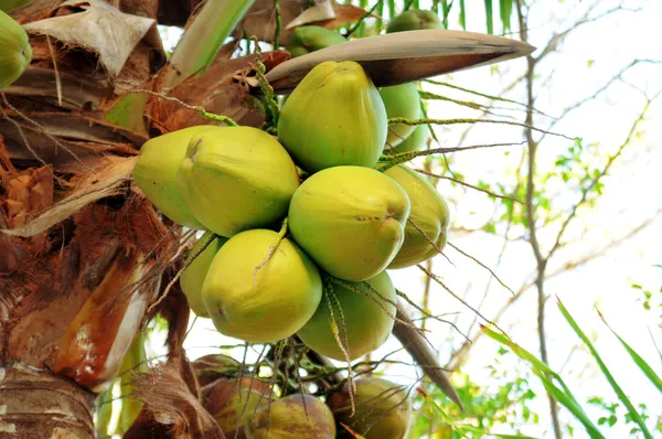 Kokosnoten op de palmboom — Stockfoto