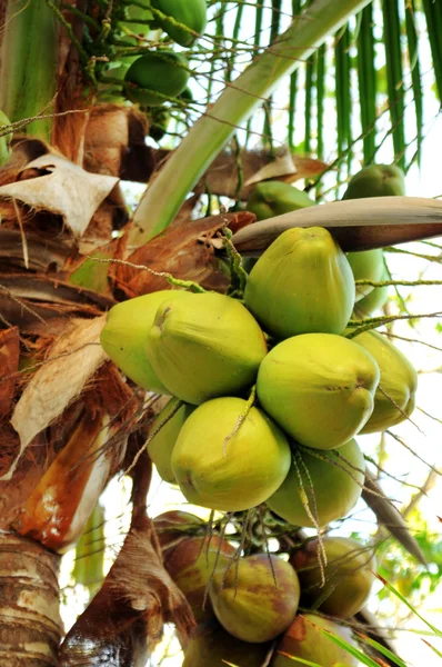 Kokosnoten op de palmboom — Stockfoto