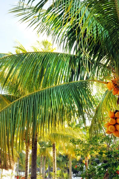 Coconuts on the palm tree — Stock Photo, Image