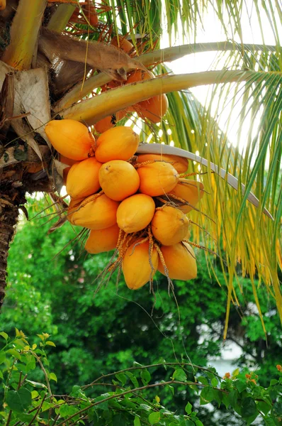 Palmiye ağacında hindistan cevizleri — Stok fotoğraf