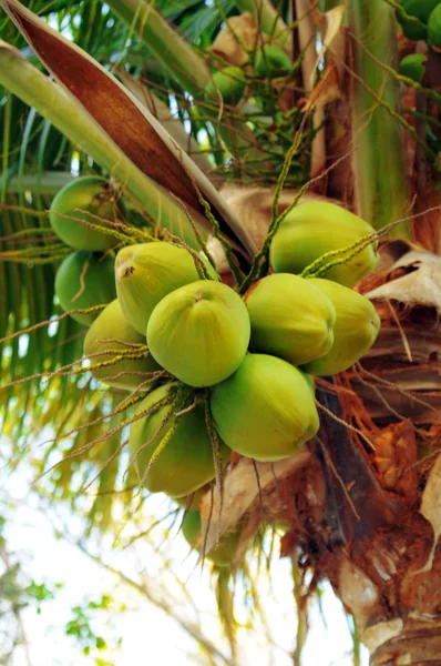 Kokosnoten op de palmboom — Stockfoto