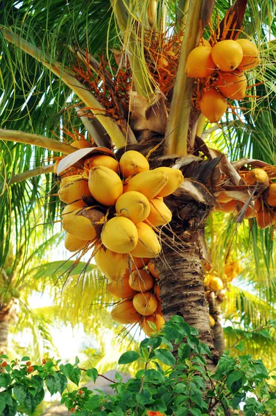 Kokosnüsse auf der Palme — Stockfoto