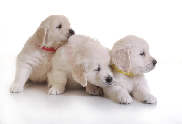 Pequeno um mês bonito cachorro golden retriever — Fotografia de Stock