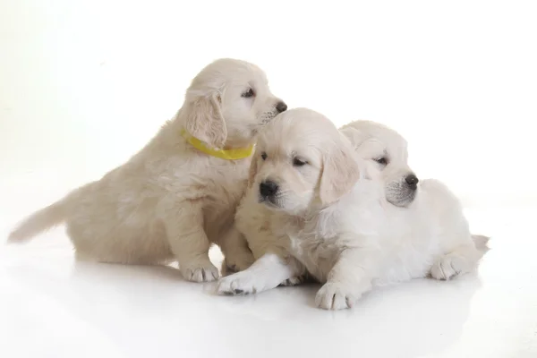 Small one-month cute golden retriever puppy — Stock Photo, Image