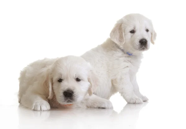 Kleine eenmaands schattig gouden retriever pup — Stockfoto