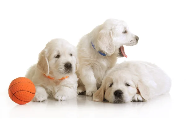 Pequeno um mês bonito cachorro golden retriever — Fotografia de Stock