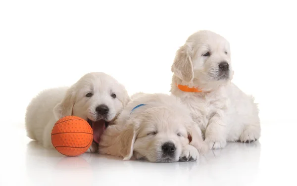 Small one-month cute golden retriever puppy — Stock Photo, Image