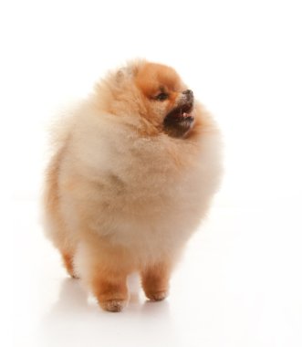 Pomeranya köpeği