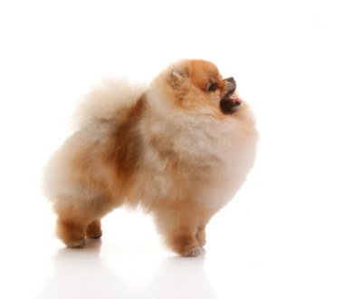 Pomeranya köpeği