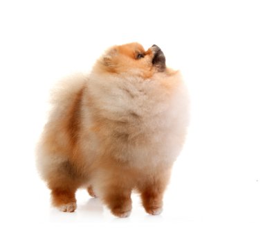 Pomeranya köpeği