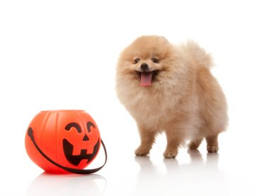 Cadılar Bayramı Balkabağı Pomeranya köpeği