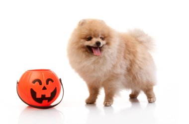 Cadılar Bayramı Balkabağı Pomeranya köpeği