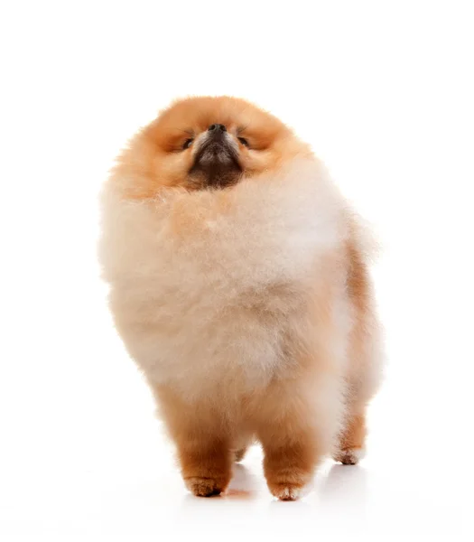 Cane di Pomerania — Foto Stock