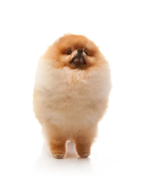 Cane di Pomerania — Foto Stock