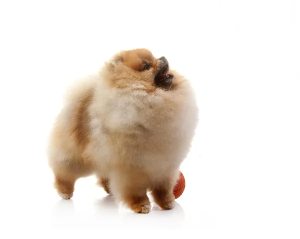 Perro de Pomerania con bola naranja — Foto de Stock