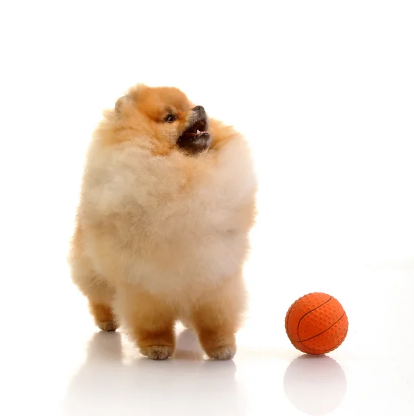 Pommeren hond met oranje bal — Stockfoto