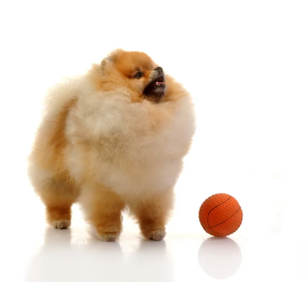 Pomeranian dog with orange ball — Stock Photo, Image