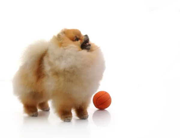 Померанская собака с оранжевым шаром — стоковое фото
