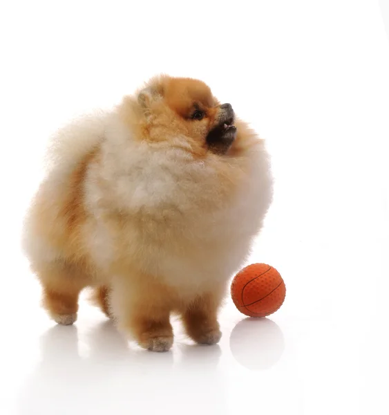Cão da Pomerânia com bola laranja — Fotografia de Stock