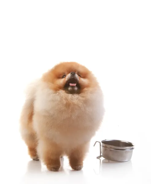 Pomeranian cão olhando para cima — Fotografia de Stock