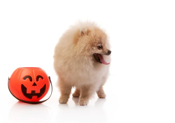 Pomeranian dog with halloween pumpkin — Stock Photo, Image