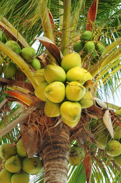 Kokosnüsse auf der Palme — Stockfoto