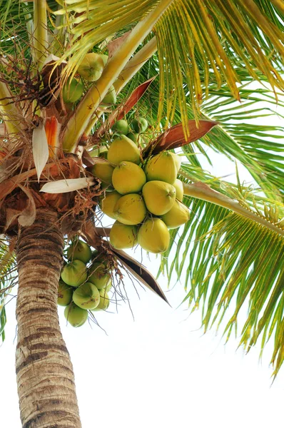 Cocos en la palmera —  Fotos de Stock