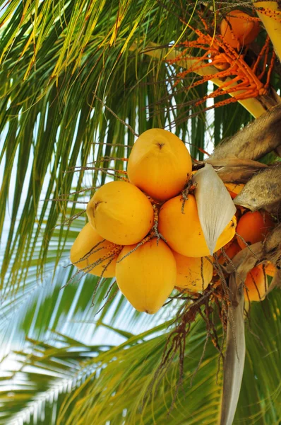 Palmiye ağacında hindistan cevizleri — Stok fotoğraf