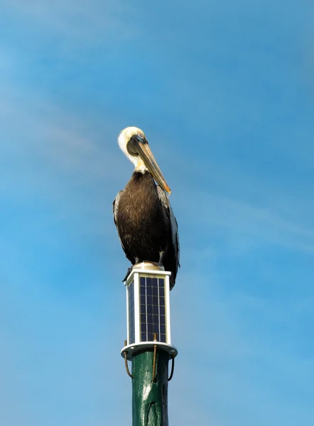 Pelican on a post — Stock Photo, Image