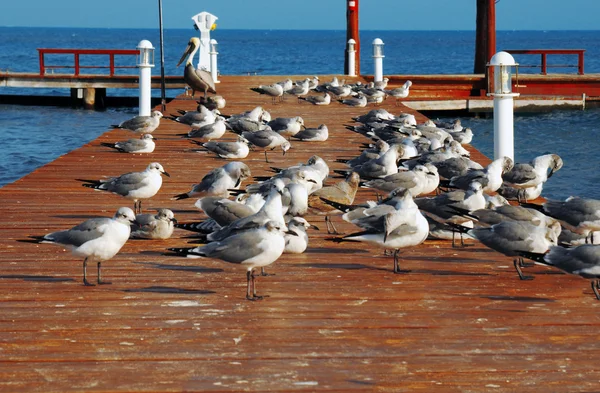 Seagulls on pier — Stock Photo, Image