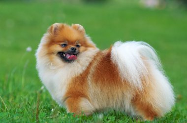 kahverengi Pomeranya köpeği