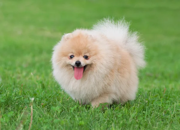 Pomeranian σκύλος — Φωτογραφία Αρχείου