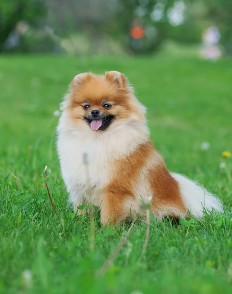 棕色的博美犬狗 — 图库照片