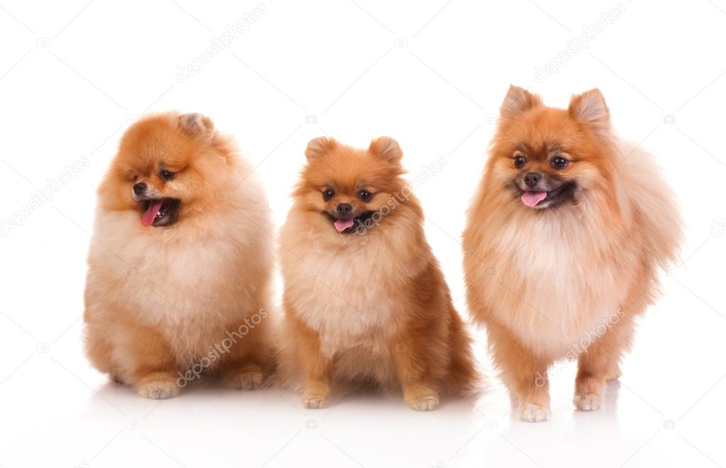 Three pomeranian dogs