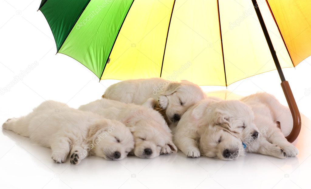 Puppies sleeping under umbrella