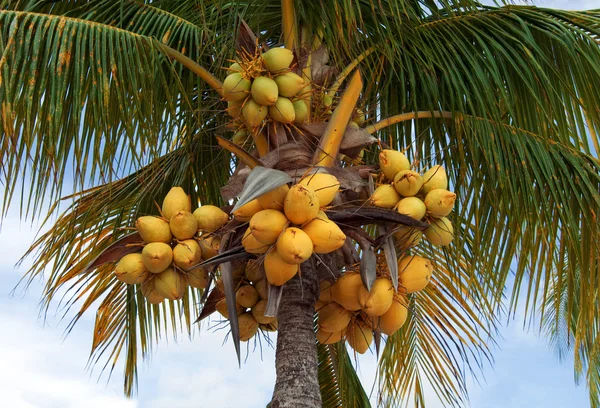 ヤシの木のココナッツ — ストック写真