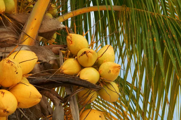 Noix de coco sur le palmier — Photo