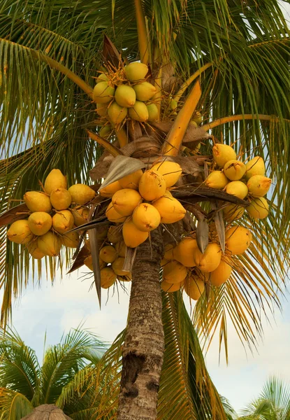 Noix de coco sur le palmier — Photo
