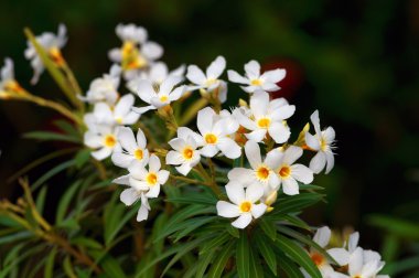Beyaz nerium oleander
