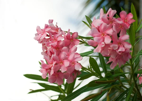 Oleander tree — Stock Photo, Image