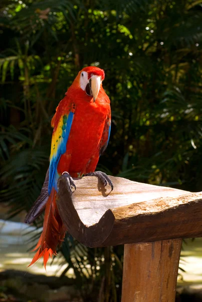 Colourful parrot — Stock Photo, Image