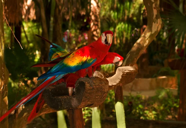 Цветной попугай — стоковое фото