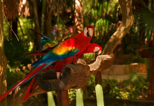 Loro colorido — Foto de Stock