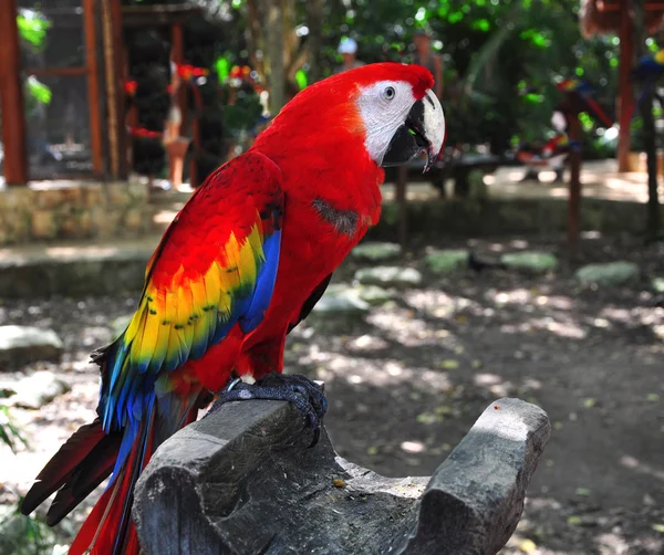 다채로운 앵무새 — 스톡 사진