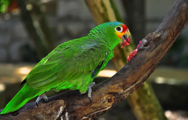 Papagaio-verde — Fotografia de Stock