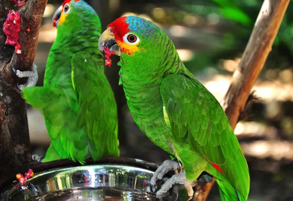 Зеленые попугаи — стоковое фото