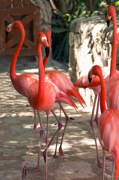 Pembe flamingolar — Stok fotoğraf